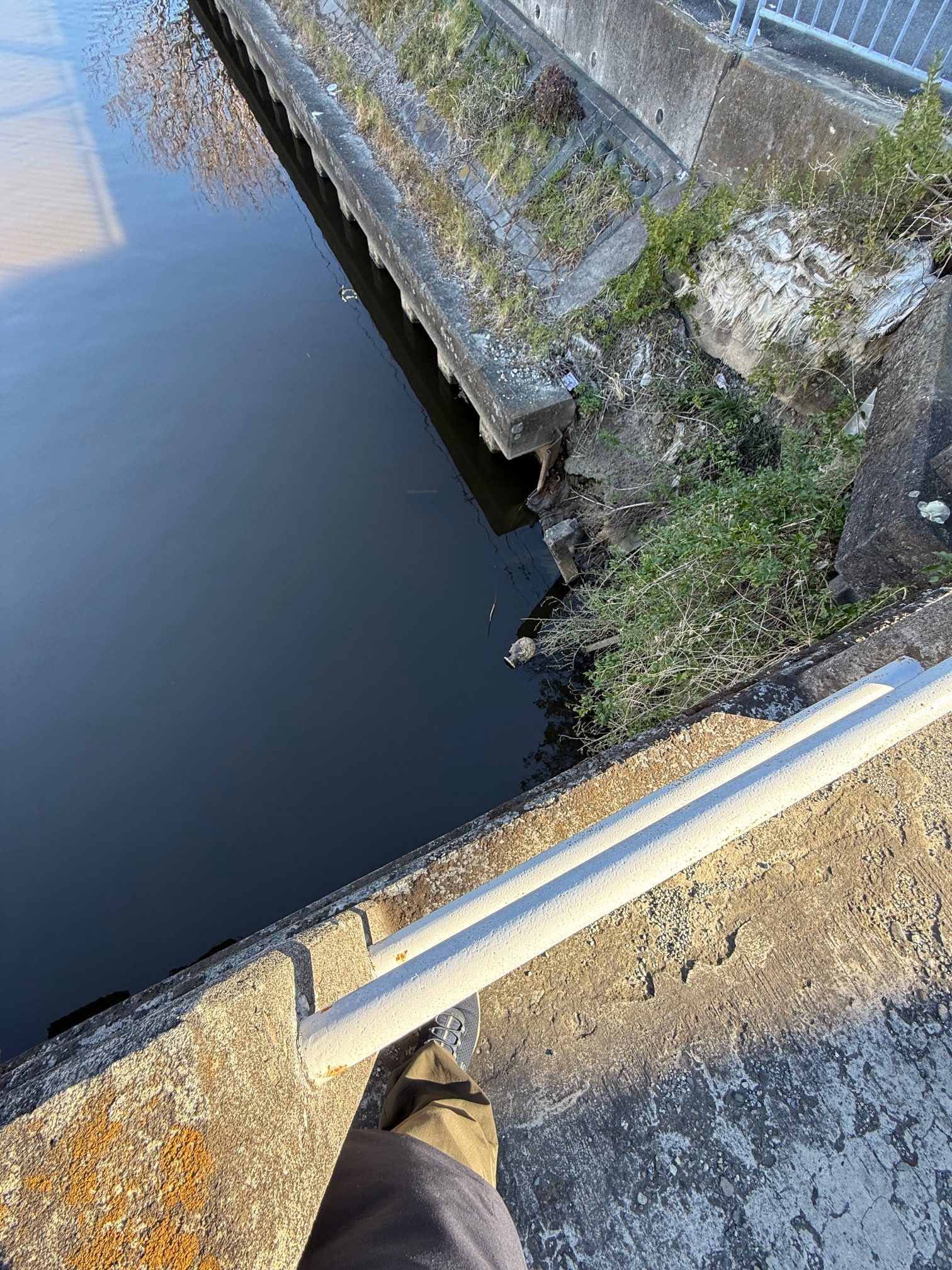 大場川に浮かぶ『人の頭らしきもの』