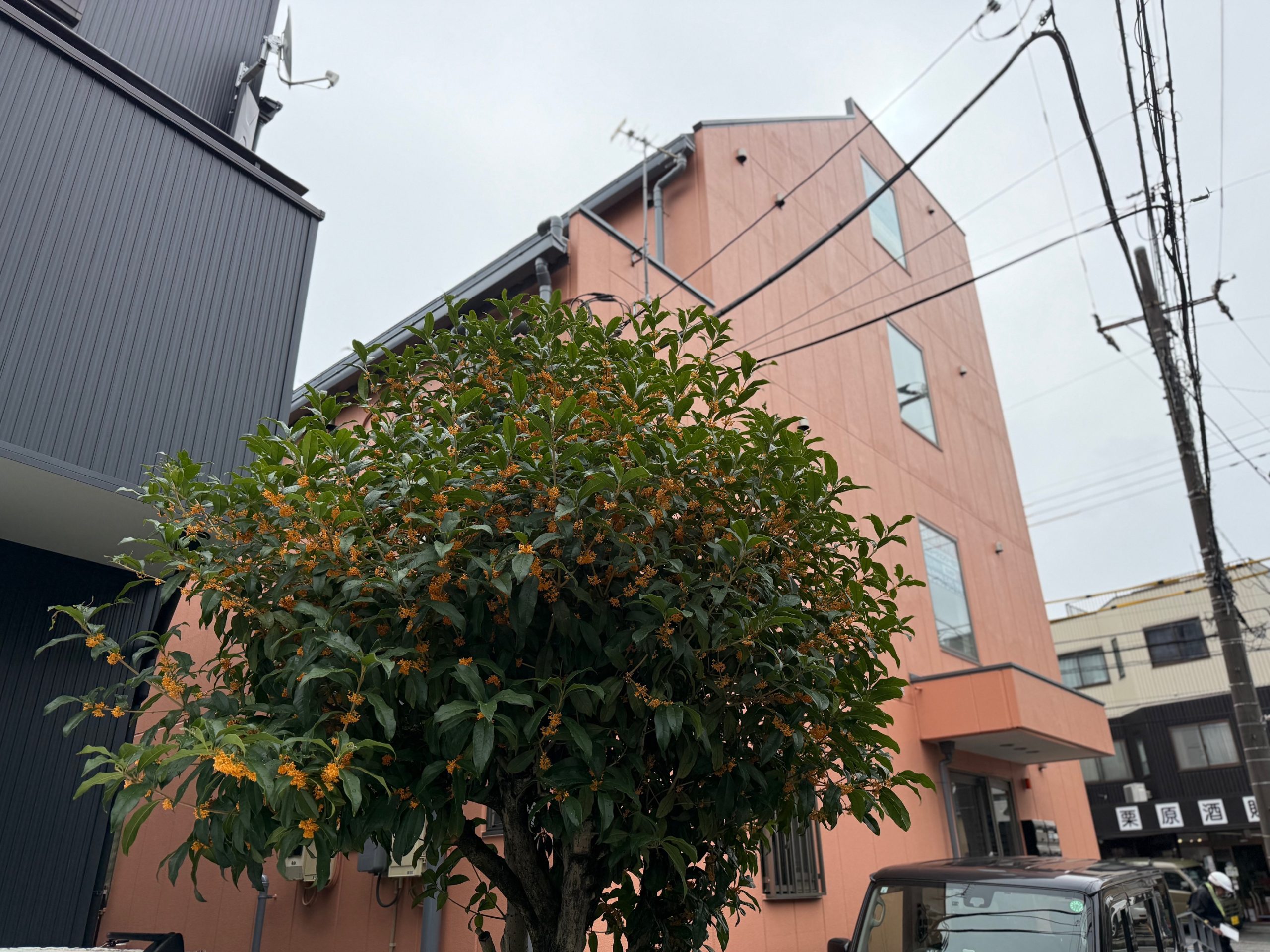 金木犀が香る秋の風景