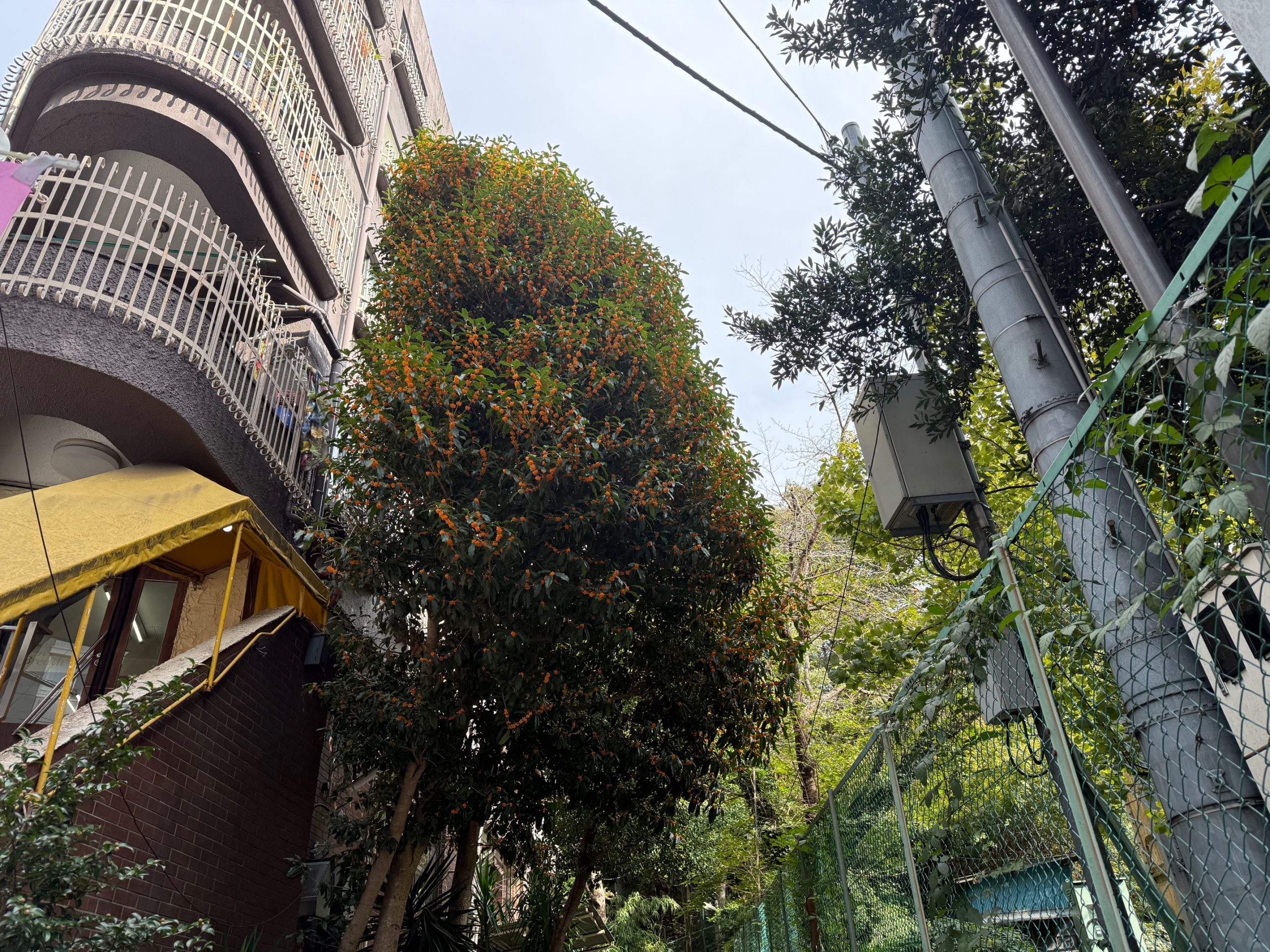 松戸の金木犀