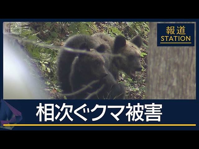 クマ被害が深刻化する日本 各地で出没